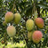 Mango Kotturkonam