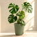 Monstera