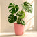 Monstera