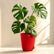 Monstera
