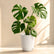 Monstera