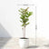 Lacquer Tree