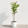 Lacquer Tree