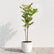Lacquer Tree