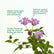 Lantana Pink