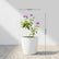 Lantana Pink
