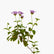 Lantana Pink