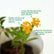 Lantana Yellow