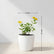 Lantana Yellow