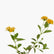 Lantana Yellow