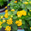 Lantana Yellow