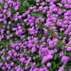 Lantana Pink