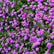 Lantana Pink