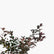 Loropetalum