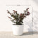 Loropetalum