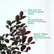 Loropetalum