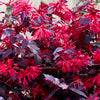 Loropetalum