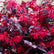 Loropetalum