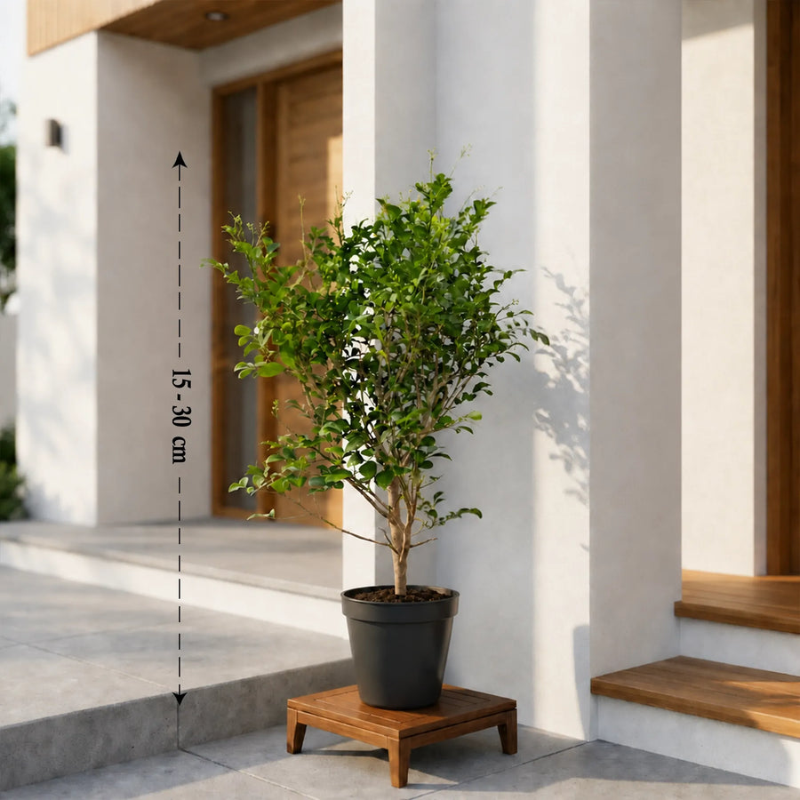 orange jasmine