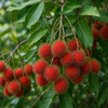 Rambutan Maharlika