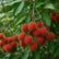 Rambutan Maharlika