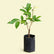 Rambutan Maharlika