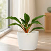 Mandarin Plant (Chlorophytum orchidastrum)