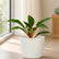 Mandarin Plant (Chlorophytum orchidastrum)