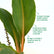 Mandarin Plant (Chlorophytum orchidastrum)