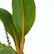 Mandarin Plant (Chlorophytum orchidastrum)