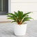 Mandarin Plant (Chlorophytum orchidastrum)