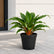 Mandarin Plant (Chlorophytum orchidastrum)