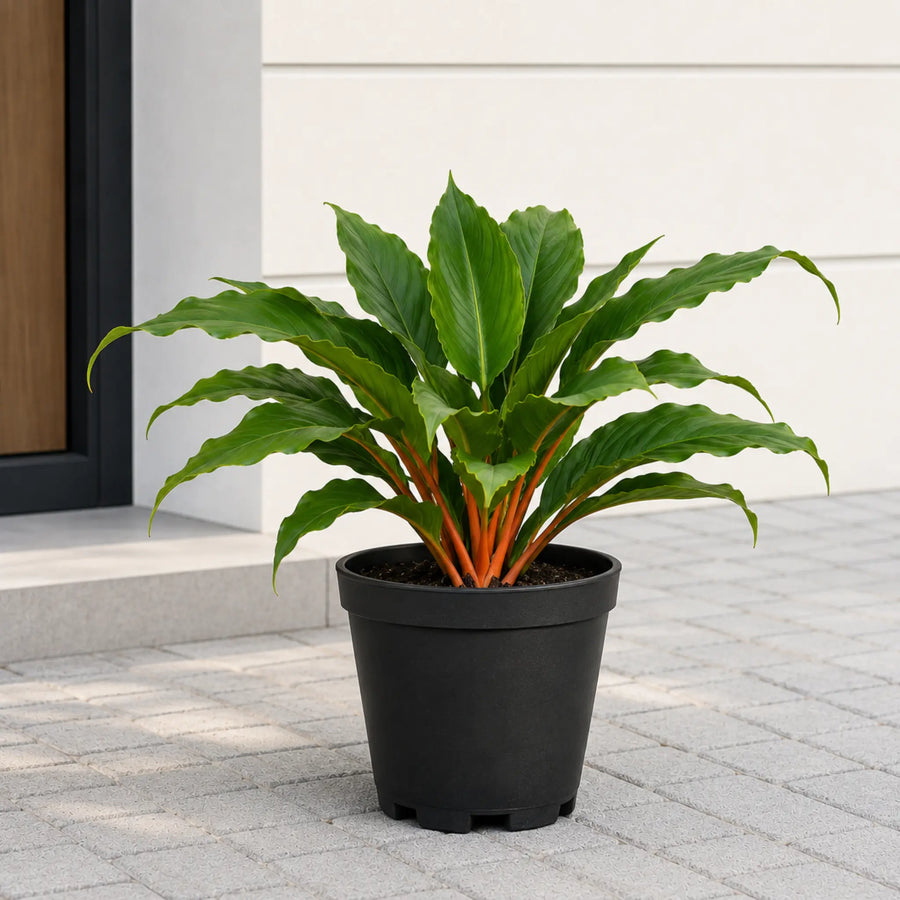 chlorophytum orchidastrum with gro pot