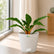 Mandarin Plant (Chlorophytum orchidastrum)