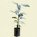 Mangosteen K100