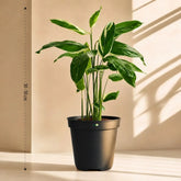 Maranta Arundinacea (Arrowroot)