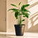 Maranta Arundinacea (Arrowroot)