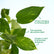 Marble Queen Pothos