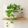 Marble Queen Pothos
