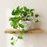 Marble Queen Pothos