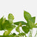 Marble Queen Pothos