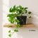 Marble Queen Pothos