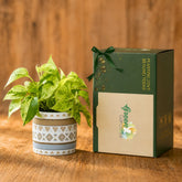 gift plants with pot