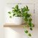 Marble Queen Pothos