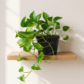 Marble Queen Pothos