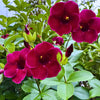 Maroon Alamanda