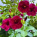Maroon Alamanda