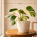 Philodendron White Princess