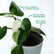 Philodendron White Princess