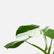 Philodendron White Princess